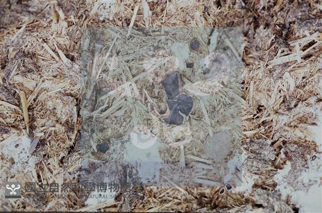 登錄號:F0011296藏品圖，第4張