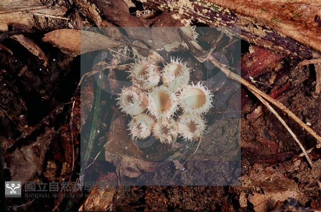 登錄號:F0005296藏品圖，第6張