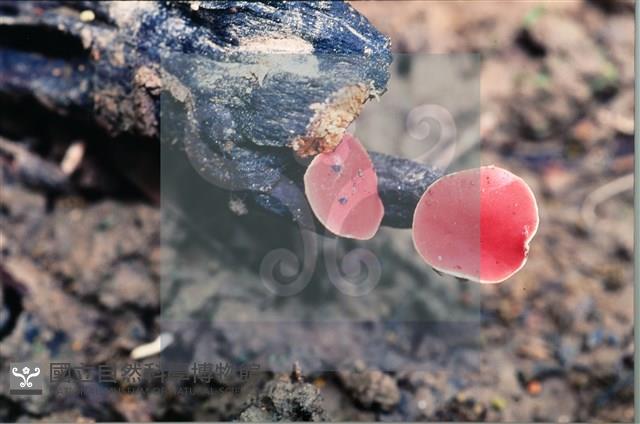 登錄號:F0007686藏品圖，第5張