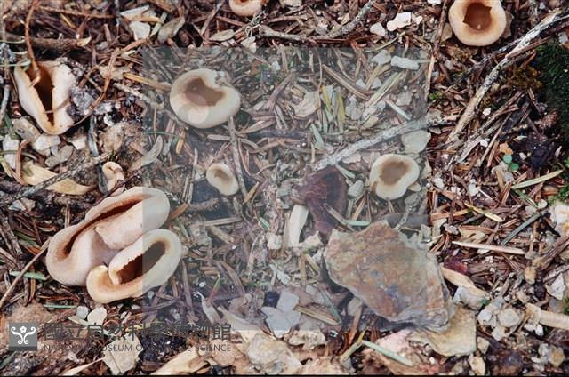 登錄號:F0003086藏品圖，第5張