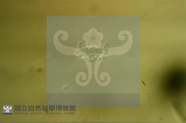 登錄號:F0008936藏品圖，第5張