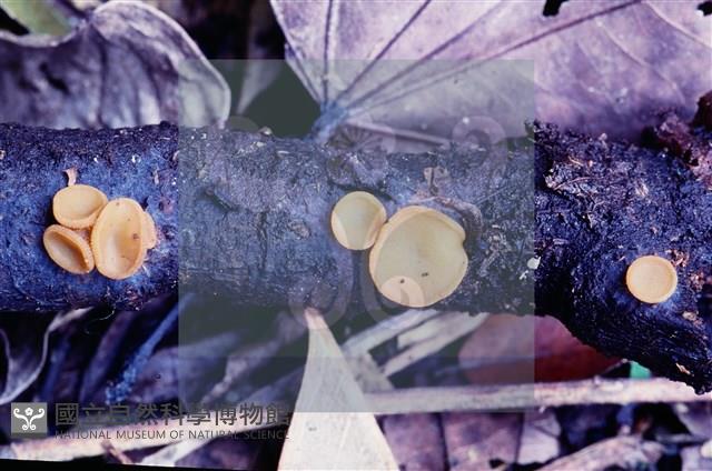 登錄號:F0005136藏品圖，第6張