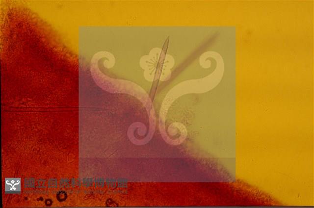 登錄號:F0015576藏品圖，第5張