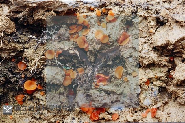 登錄號:F0004076藏品圖，第5張