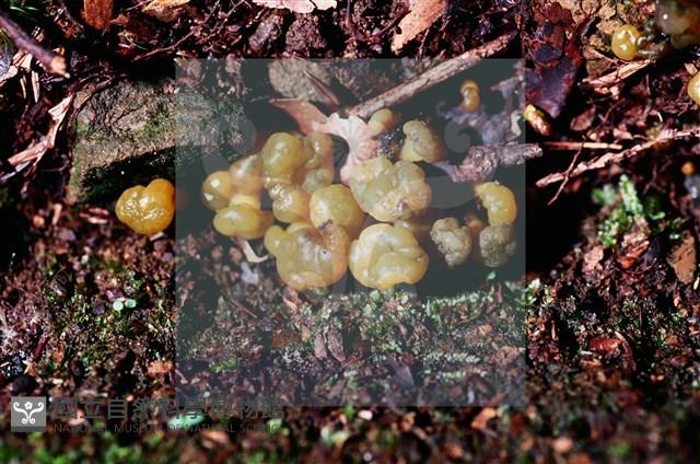 登錄號:F0016861藏品圖，第5張