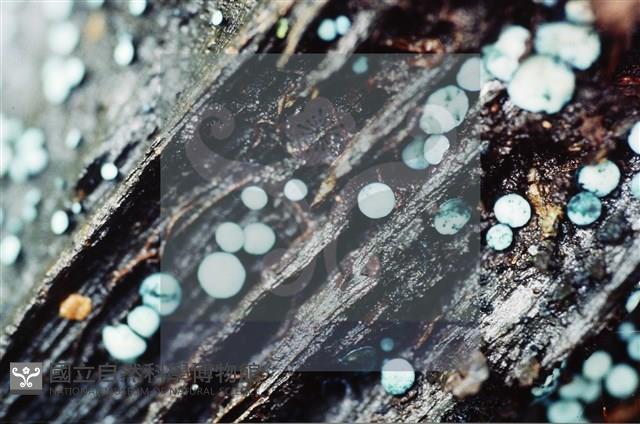 登錄號:F0009861藏品圖，第4張