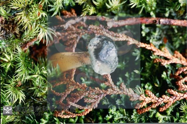 登錄號:F0009821藏品圖，第5張