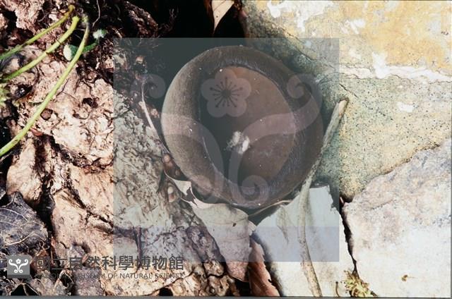 登錄號:F0008301藏品圖，第5張