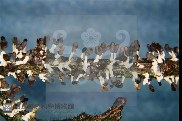 Accession Number:F0011301 Collection Image, Figure 4, Total 7 Figures