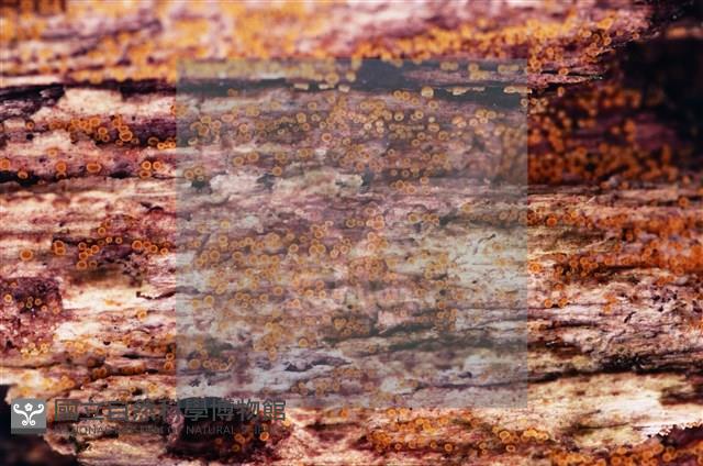 登錄號:F0022011藏品圖，第6張