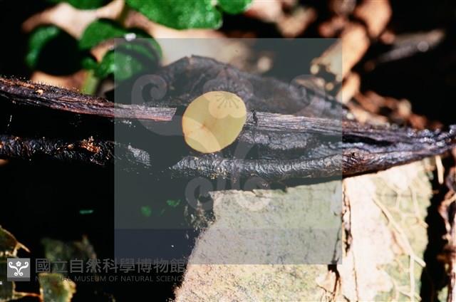 登錄號:F0015541藏品圖，第5張