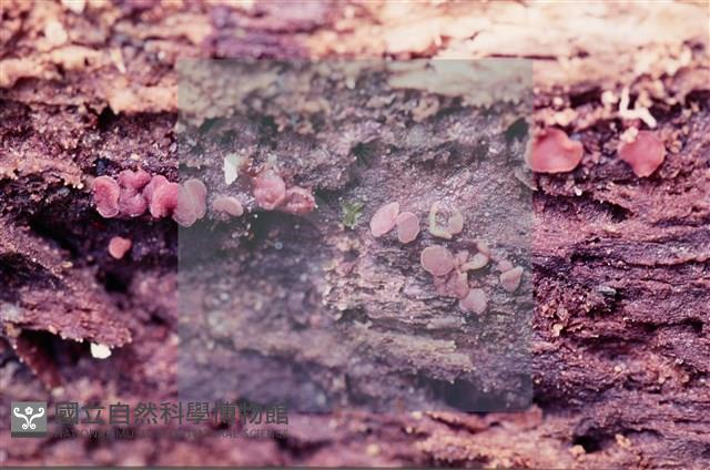 Accession Number:F0005391 Collection Image, Figure 4, Total 5 Figures