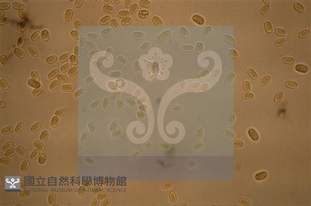 Accession Number:F0012871 Collection Image, Figure 5, Total 5 Figures