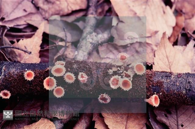 登錄號:F0004571藏品圖，第5張