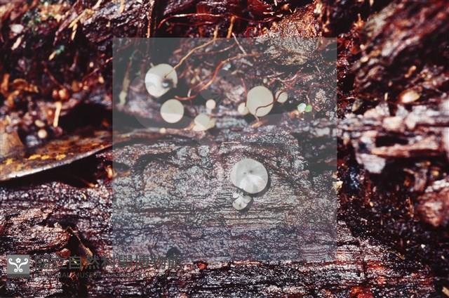 登錄號:F0009864藏品圖，第4張