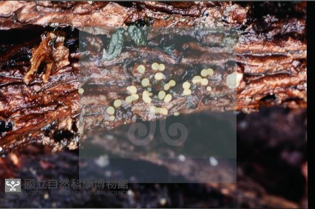 登錄號:F0008304藏品圖，第6張