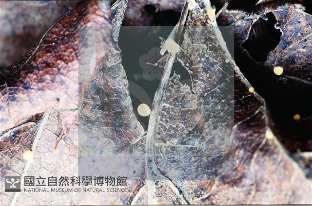 登錄號:F0008314藏品圖，第5張