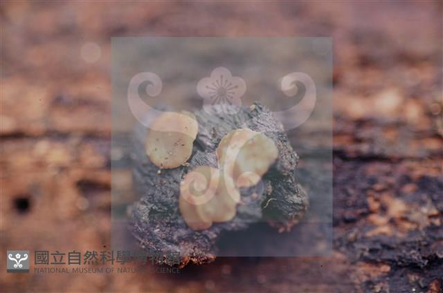 登錄號:F0012254藏品圖，第4張