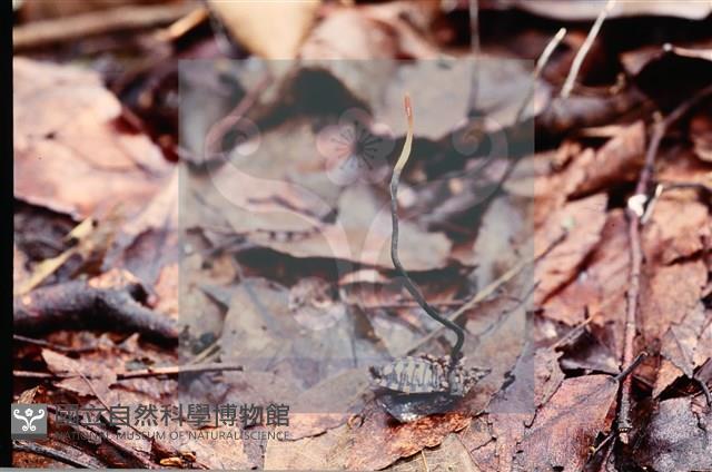 登錄號:F0009844藏品圖，第5張