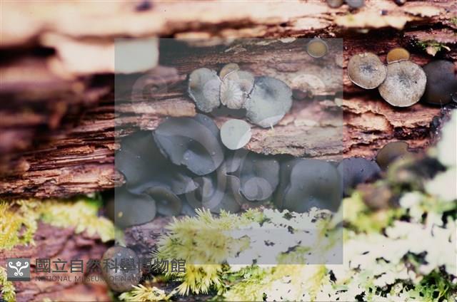 登錄號:F0018644藏品圖，第5張