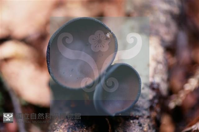 登錄號:F0015544藏品圖，第5張