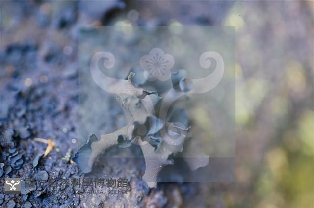 登錄號:F0015044藏品圖，第5張