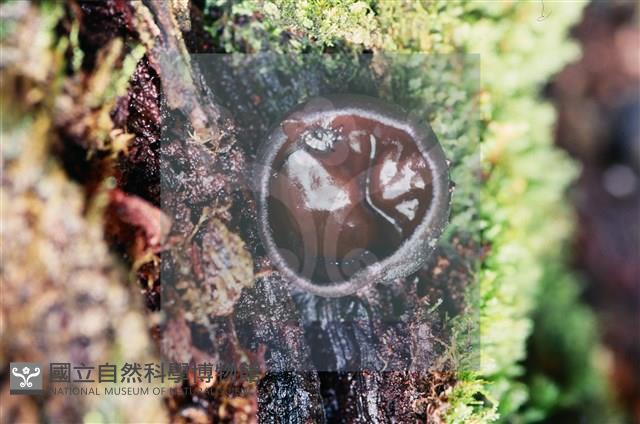 登錄號:F0009794藏品圖，第5張