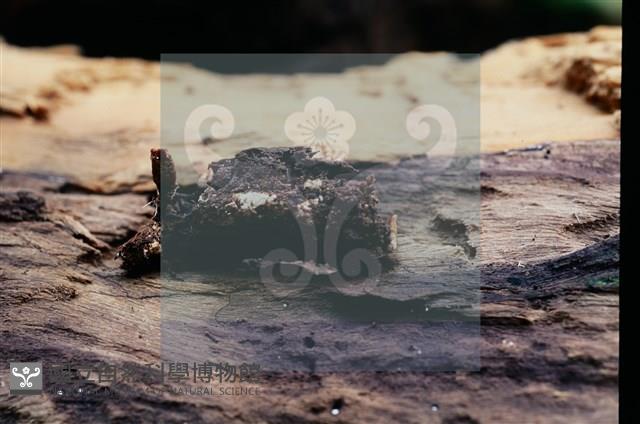 登錄號:F0010184藏品圖，第6張