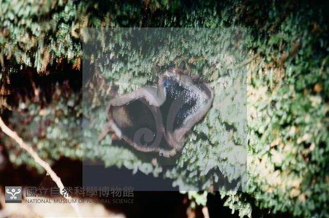 登錄號:F0002234藏品圖，第5張