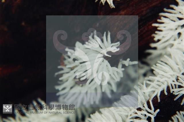 登錄號:F0009834藏品圖，第4張