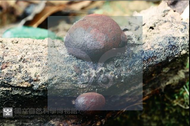 登錄號:F0008934藏品圖，第5張