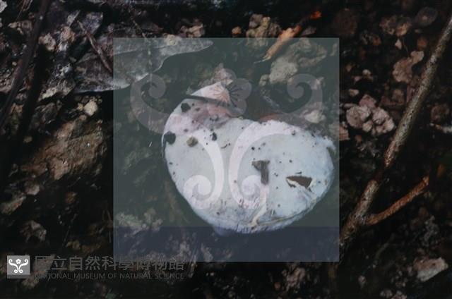 登錄號:F0015534藏品圖，第5張