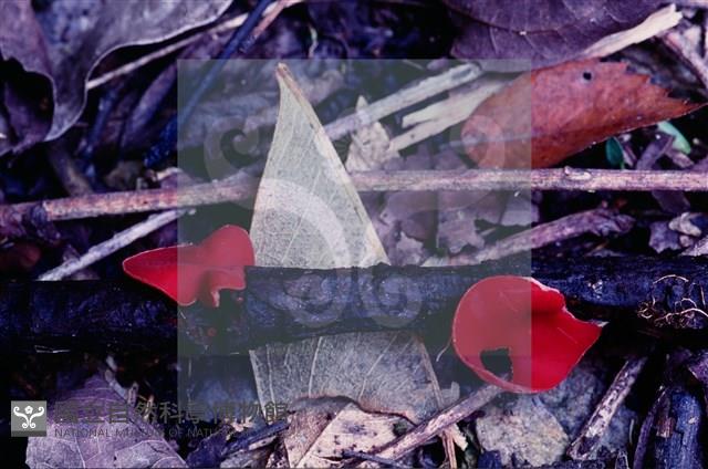 登錄號:F0005134藏品圖，第5張