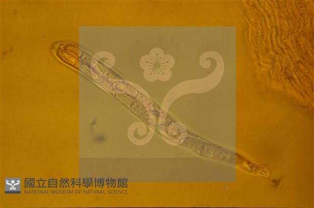 登錄號:F0012874藏品圖，第5張