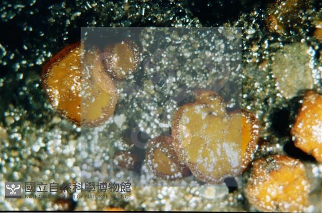 登錄號:F0003074藏品圖，第4張