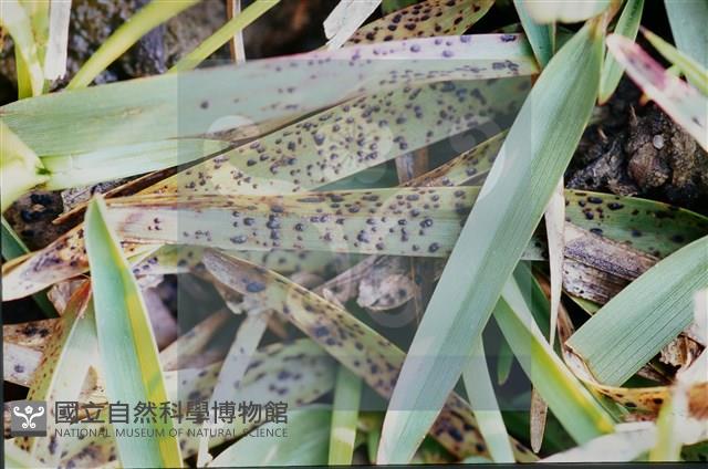 登錄號:F0010374藏品圖，第5張