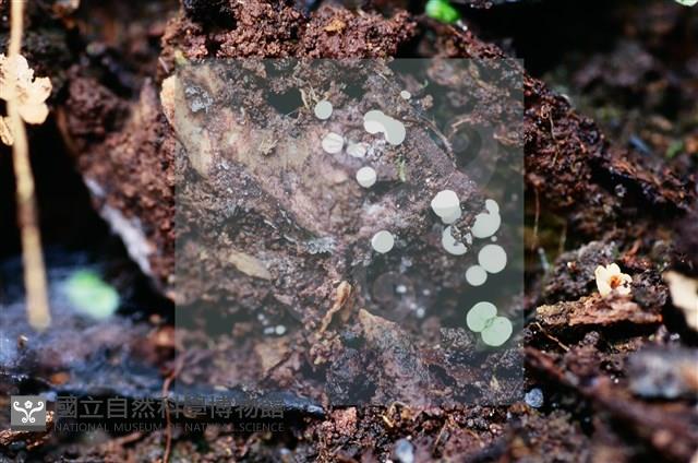 登錄號:F0016522藏品圖，第5張