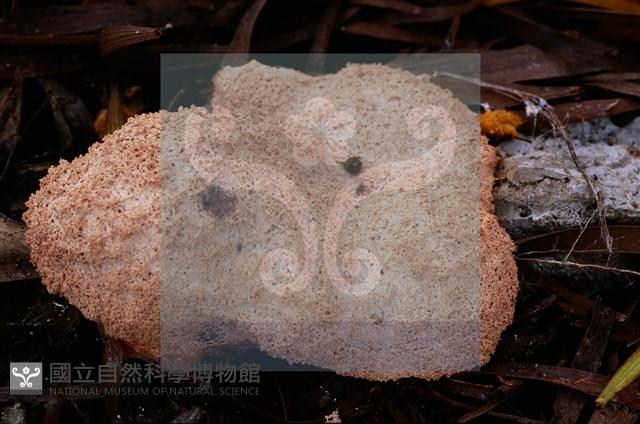 登錄號:F0015522藏品圖，第4張