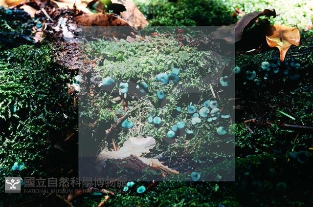 登錄號:F0009802藏品圖，第4張