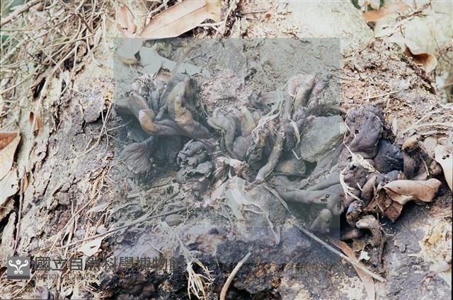 登錄號:F0011302藏品圖，第5張