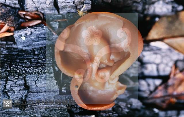 登錄號:F0013912藏品圖，第6張