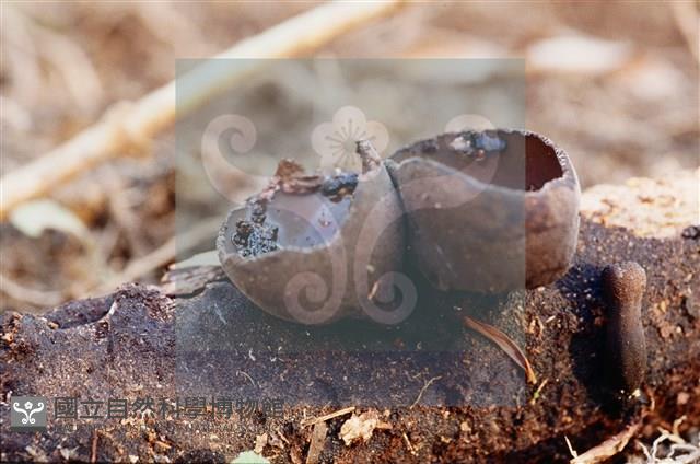 登錄號:F0011312藏品圖，第5張