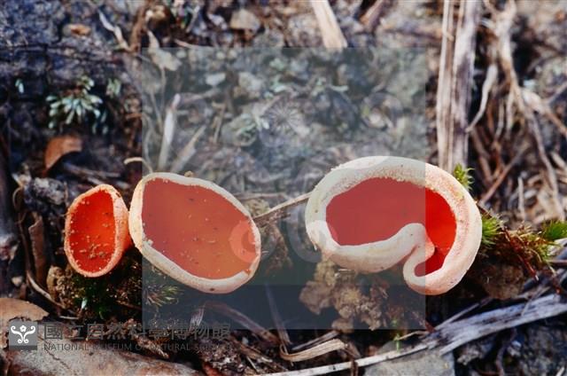 登錄號:F0004552藏品圖，第5張