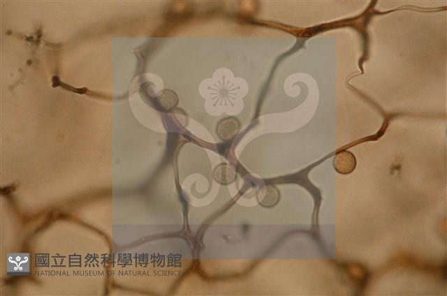 登錄號:F0005152藏品圖，第4張