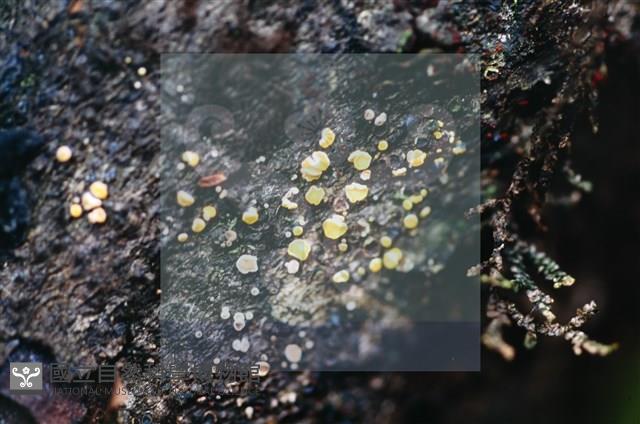 登錄號:F0015042藏品圖，第5張