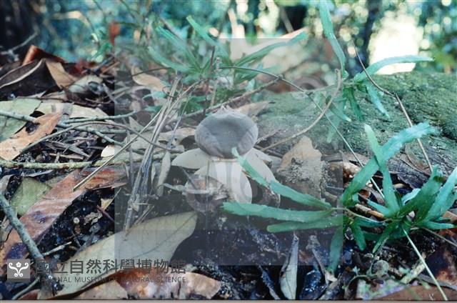 登錄號:F0015592藏品圖，第5張