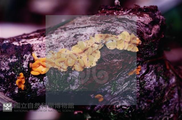 登錄號:F0005392藏品圖，第4張