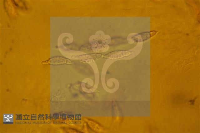 登錄號:F0012882藏品圖，第5張