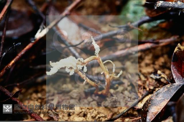 登錄號:F0007382藏品圖，第5張