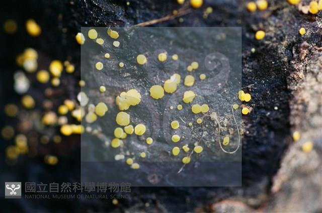 登錄號:F0015032藏品圖，第4張